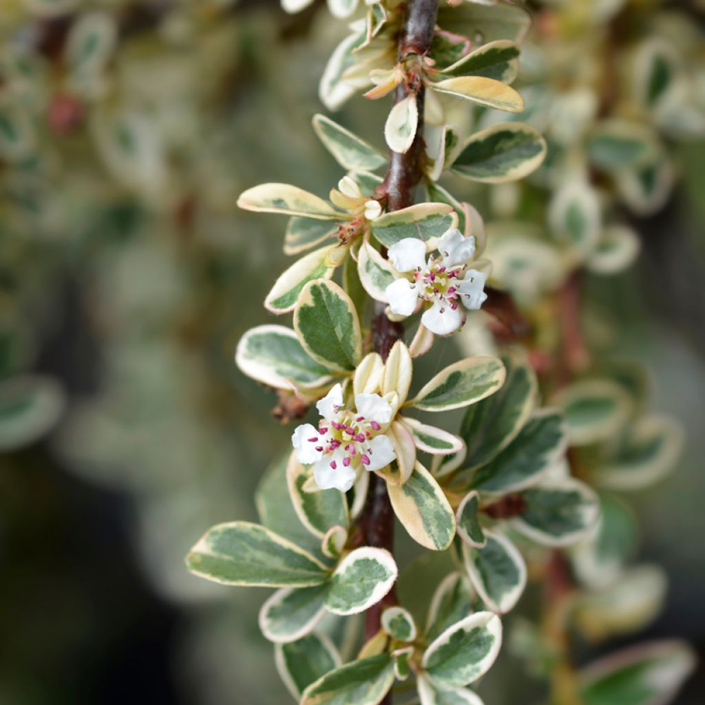 Cotoneaster suecicus Juliette - Zwergmispel