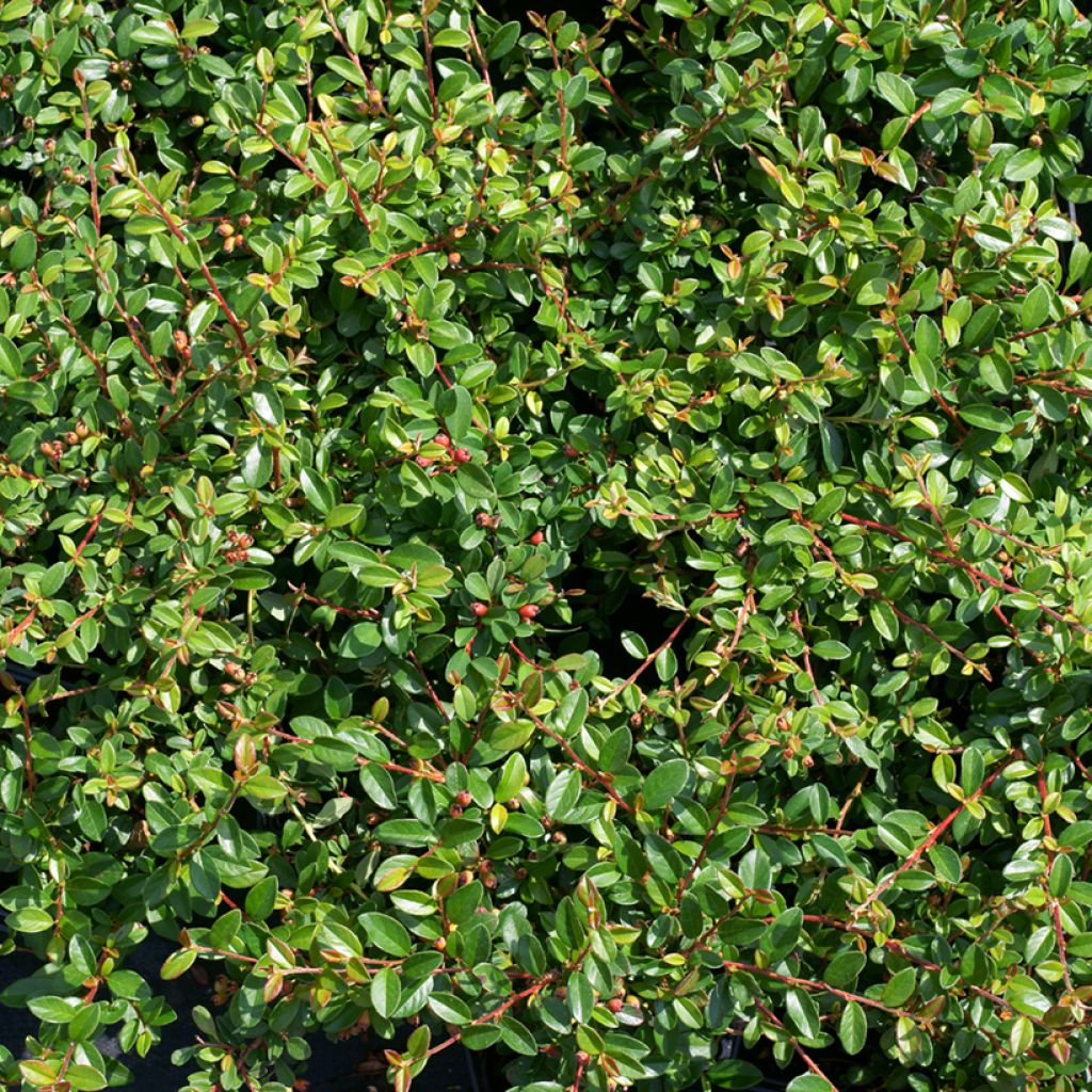 Cotoneaster suecicus Skogholm - Zwergmispel