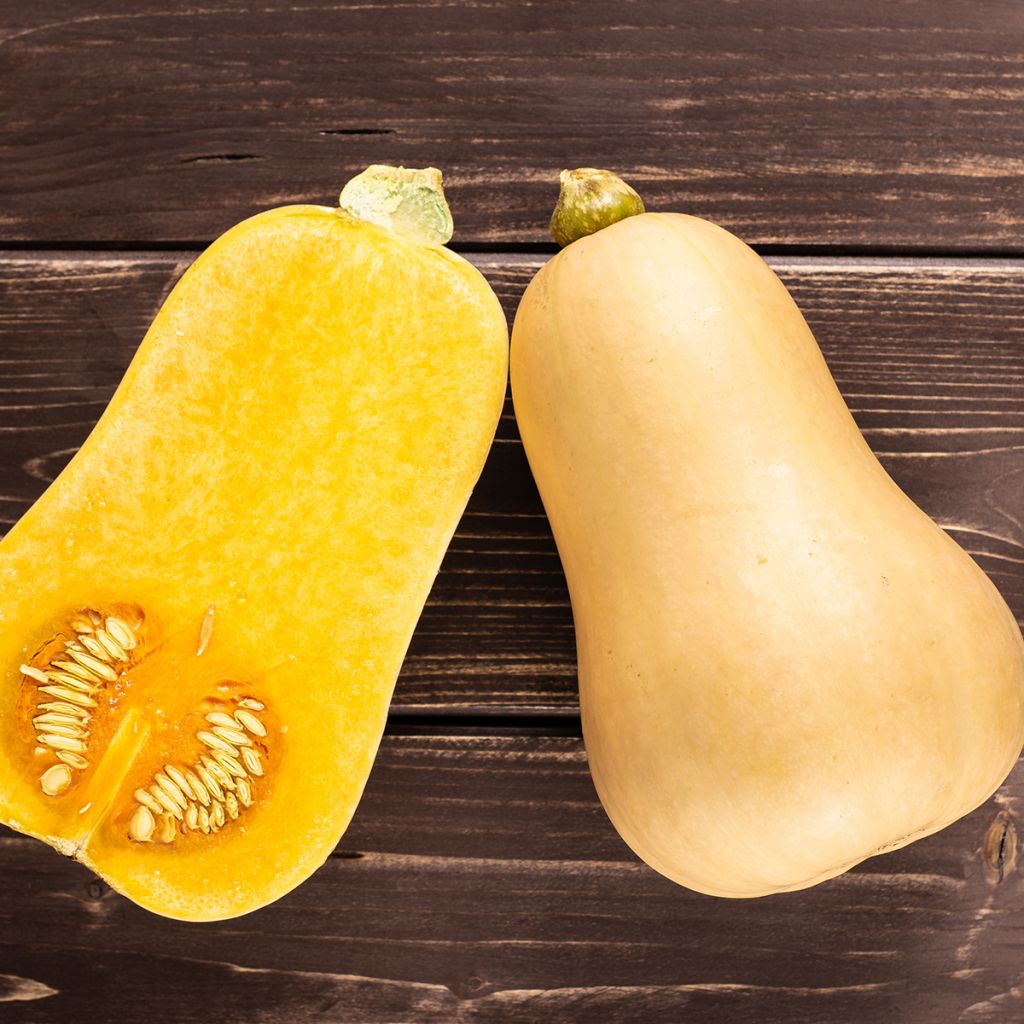 Moschus-Kürbis Waltham Butternut