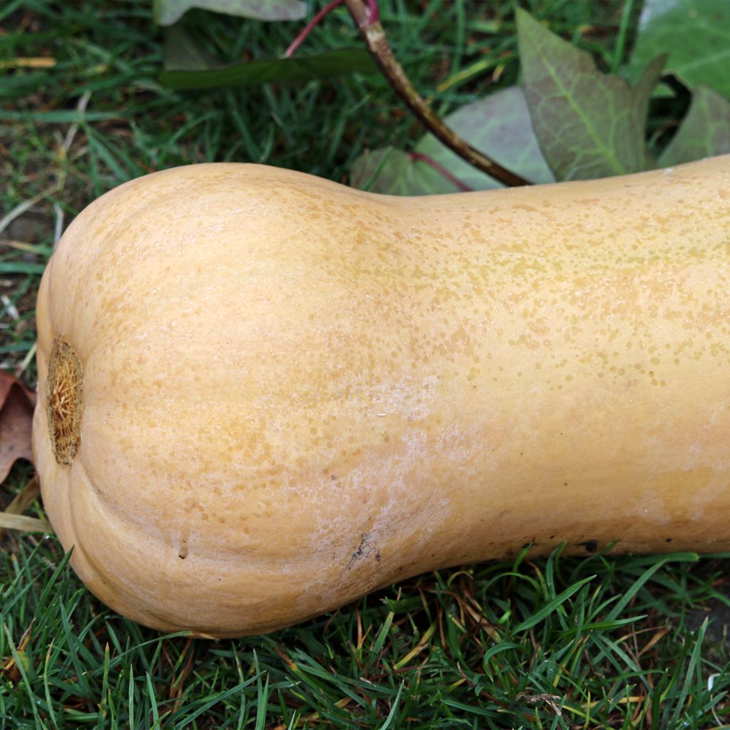 Moschus-Kürbis Waltham Butternut