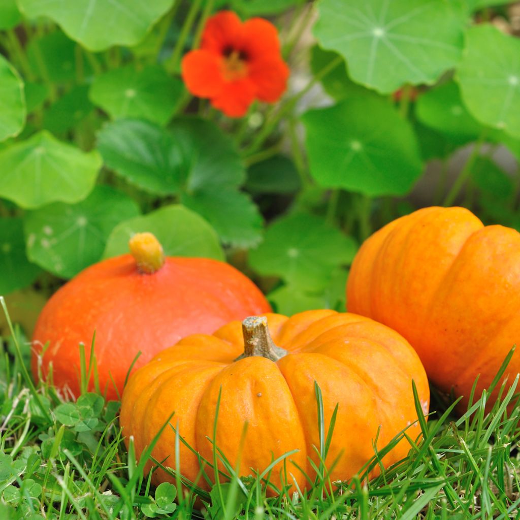 Miniaturkürbis Jack Be Little