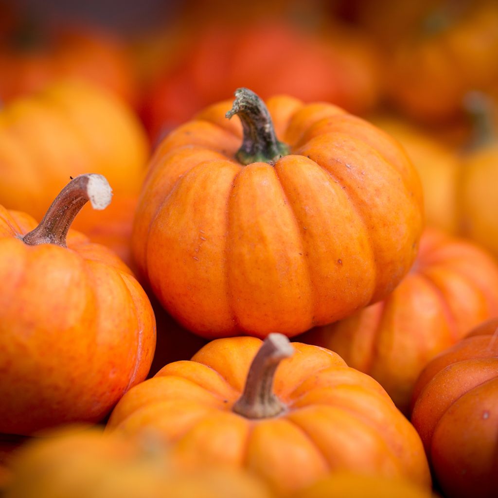 Miniaturkürbis Jack Be Little