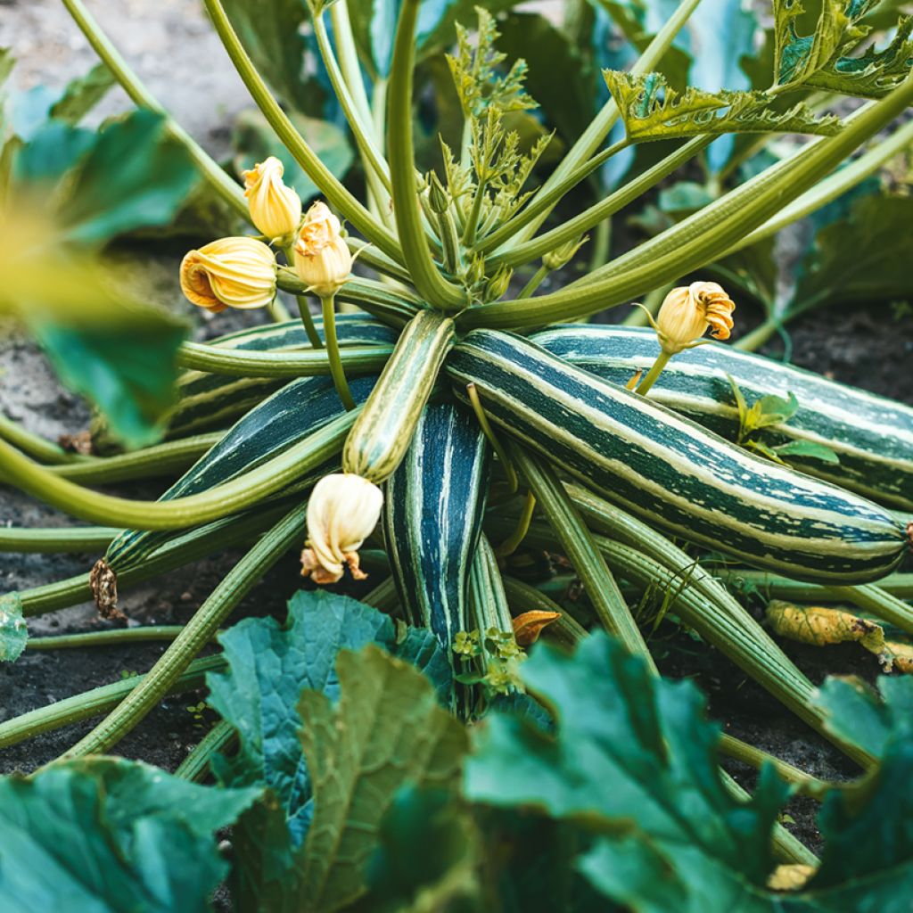 Garten-Kürbis Long Green Striped