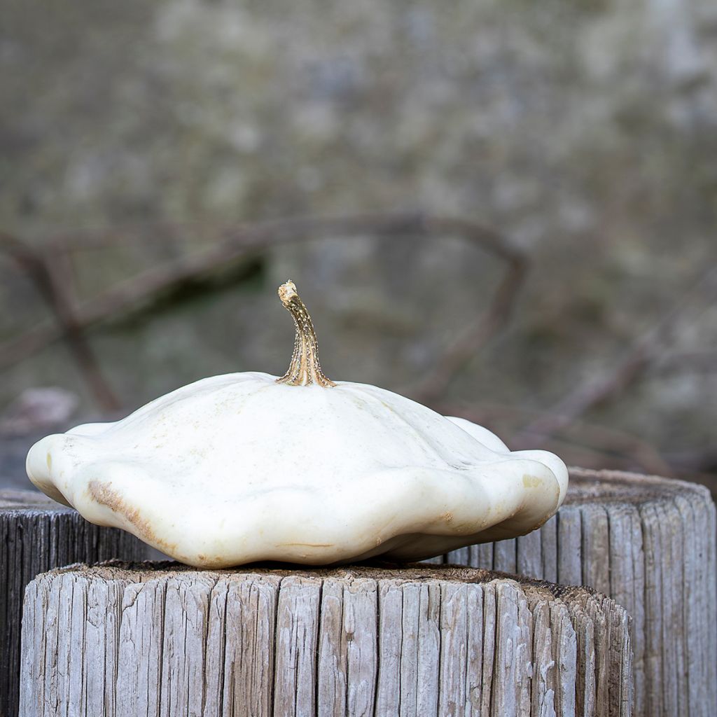 Üfo-Kürbis Pâtisson blanc