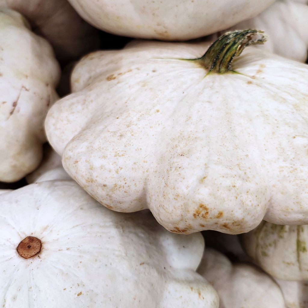 Üfo-Kürbis Pâtisson blanc