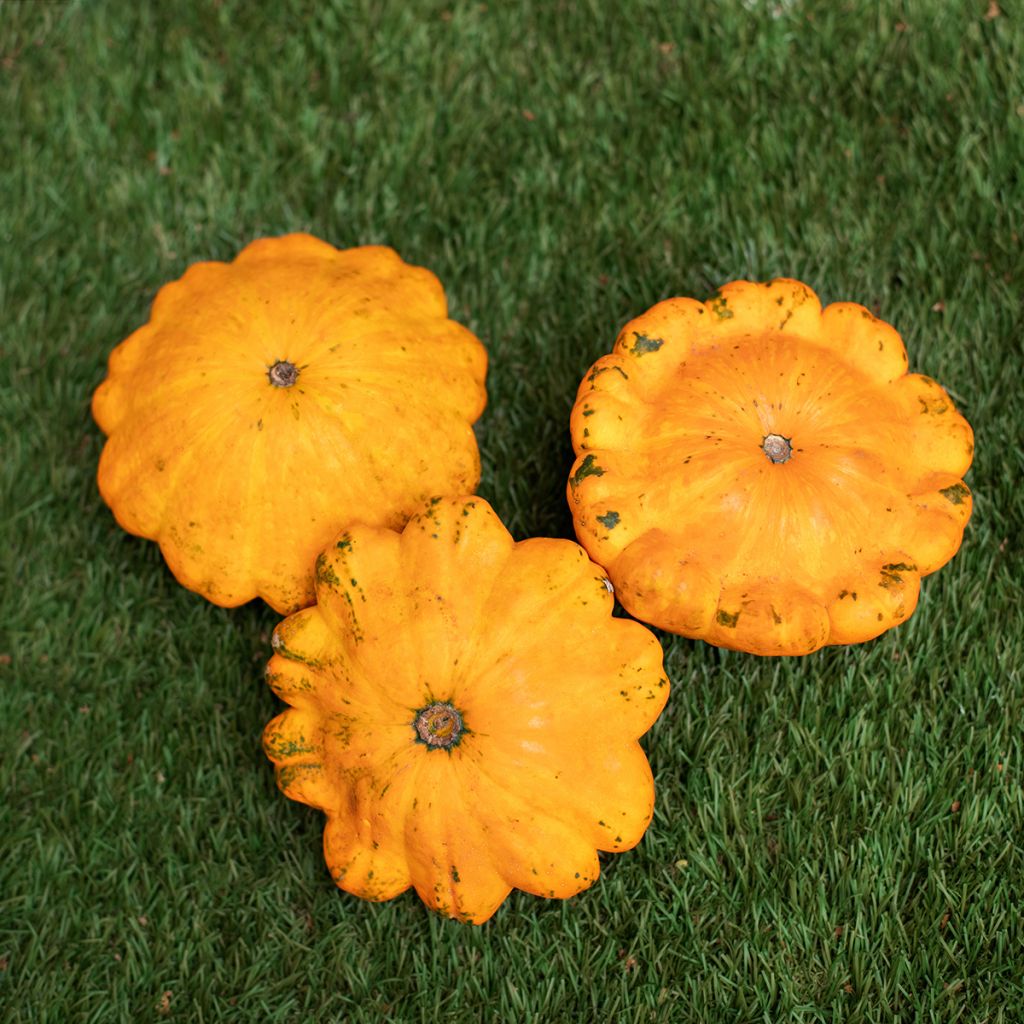 Üfo-Kürbis Pâtisson orange