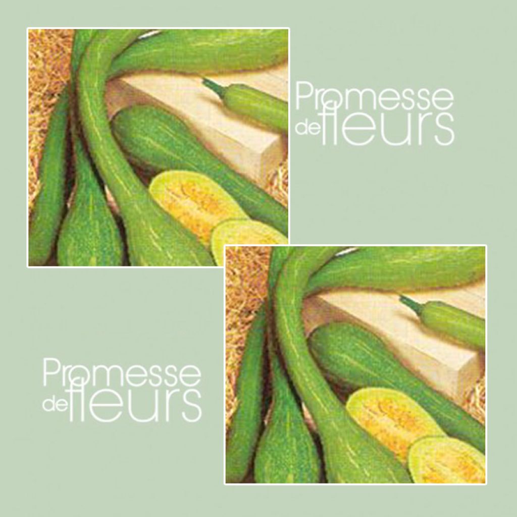 Moschus-Kürbis Trompette d'Albenga