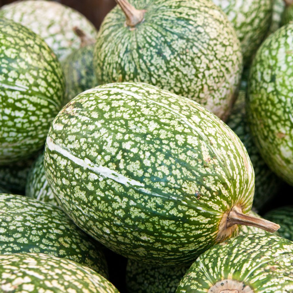 Feigenblatt-Kürbis Bio - Ferme de Sainte Marthe - Cucurbita ficifolia