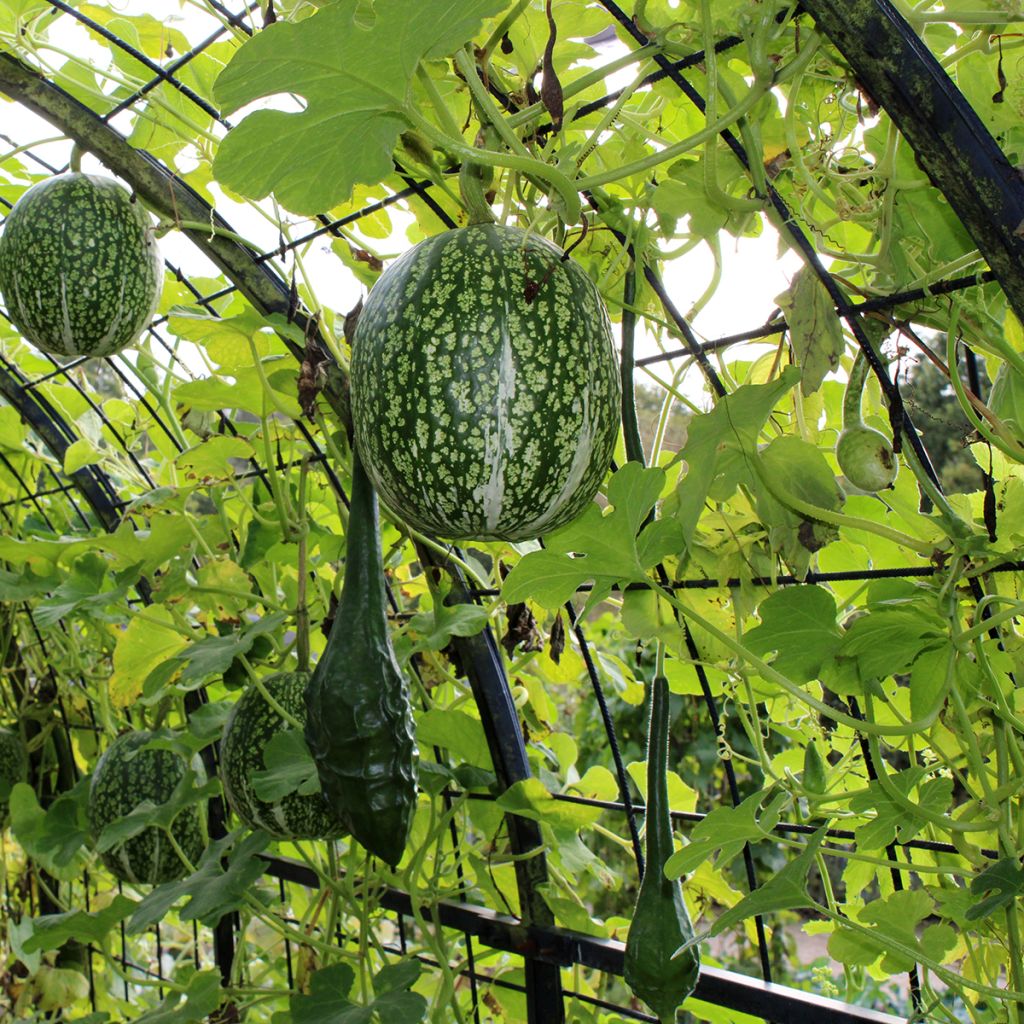 Feigenblatt-Kürbis Bio - Ferme de Sainte Marthe - Cucurbita ficifolia