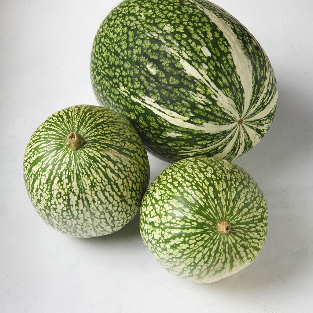 Feigenblatt-Kürbis Bio - Ferme de Sainte Marthe - Cucurbita ficifolia