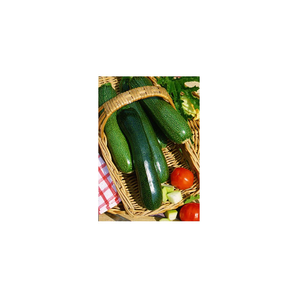 Garten-Kürbis Black Beauty