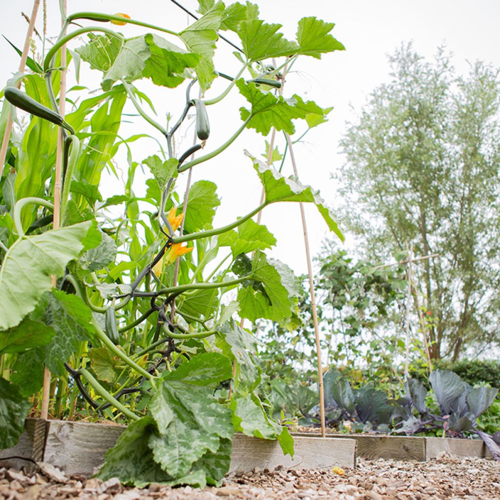 Garten-Kürbis Ola Escaladora F1 BIO grimpante