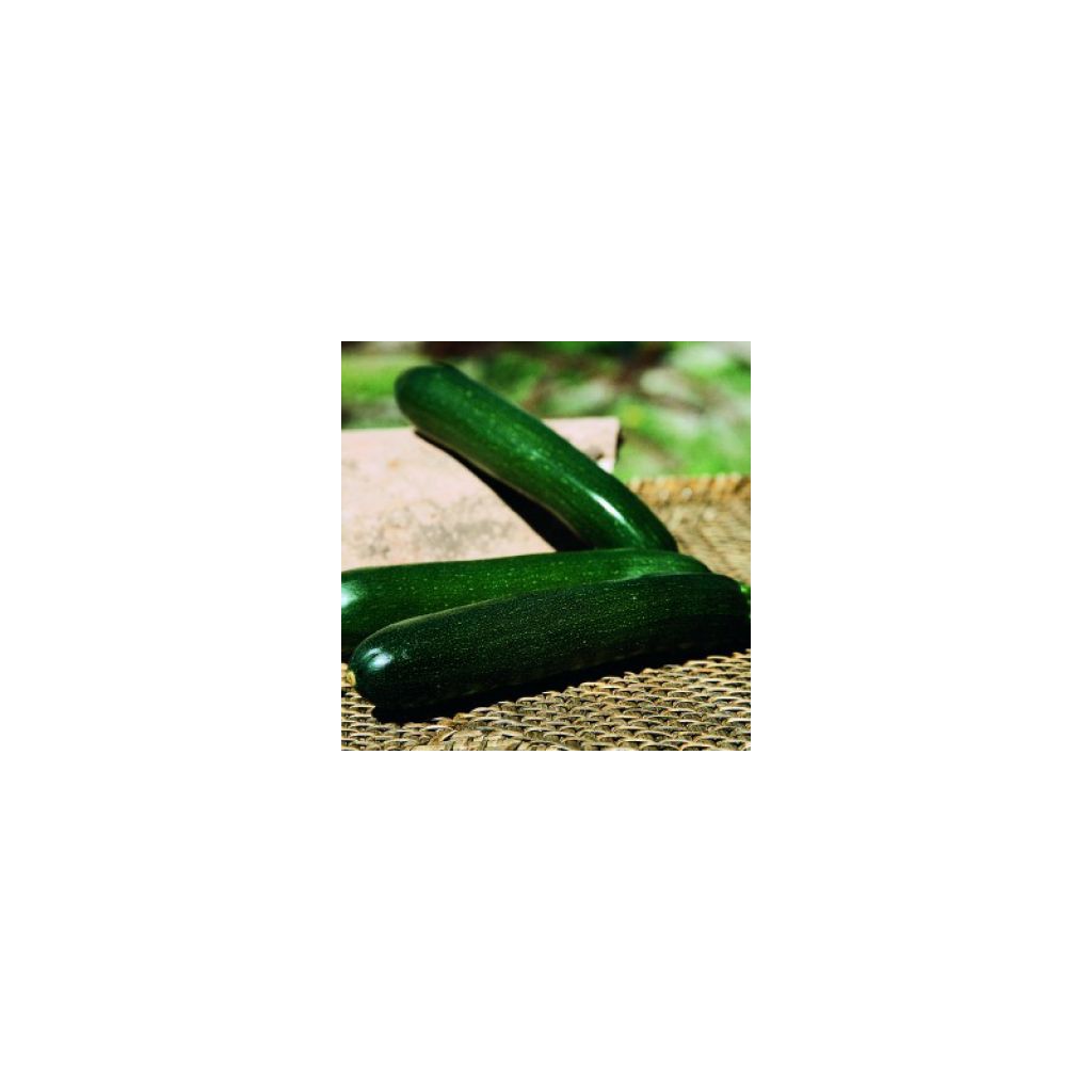 Garten-Kürbis Baccara