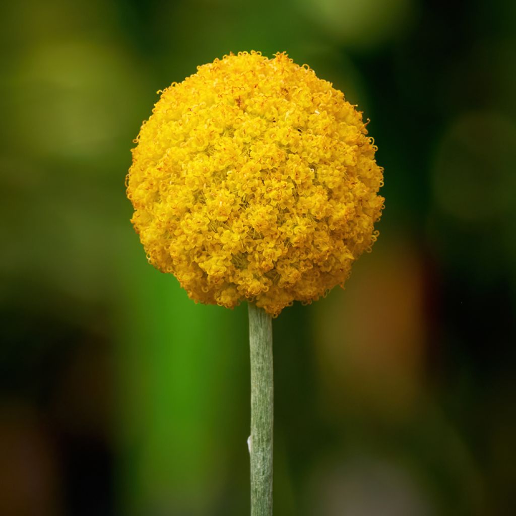 Craspedia Golf Beauty - Trommelstöckchen