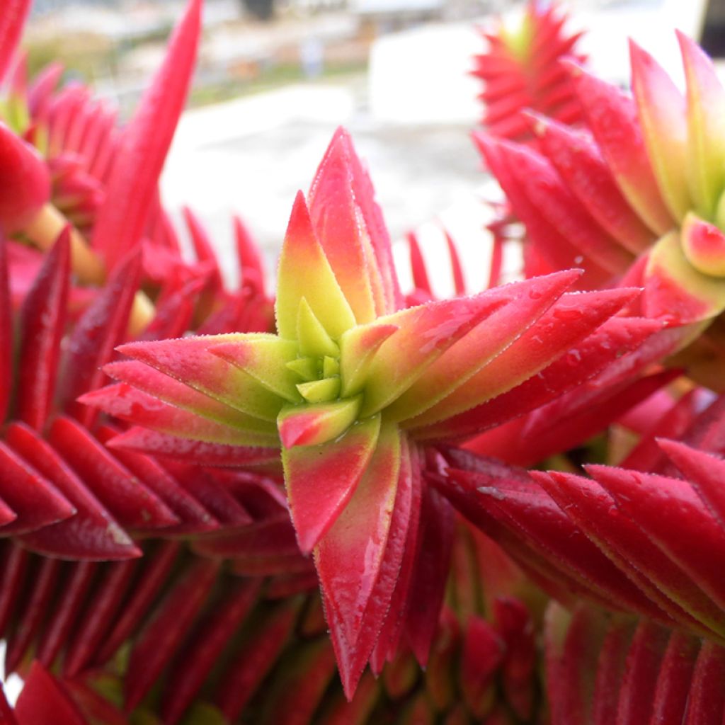 Crassula capitella - Dickblatt