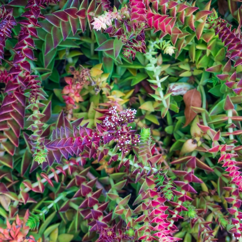 Crassula capitella - Dickblatt