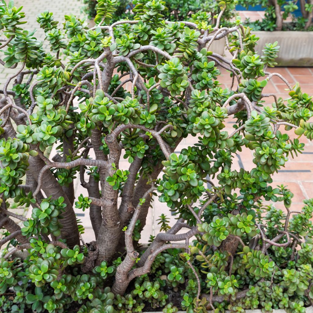 Crassula ovata - Geldbaum