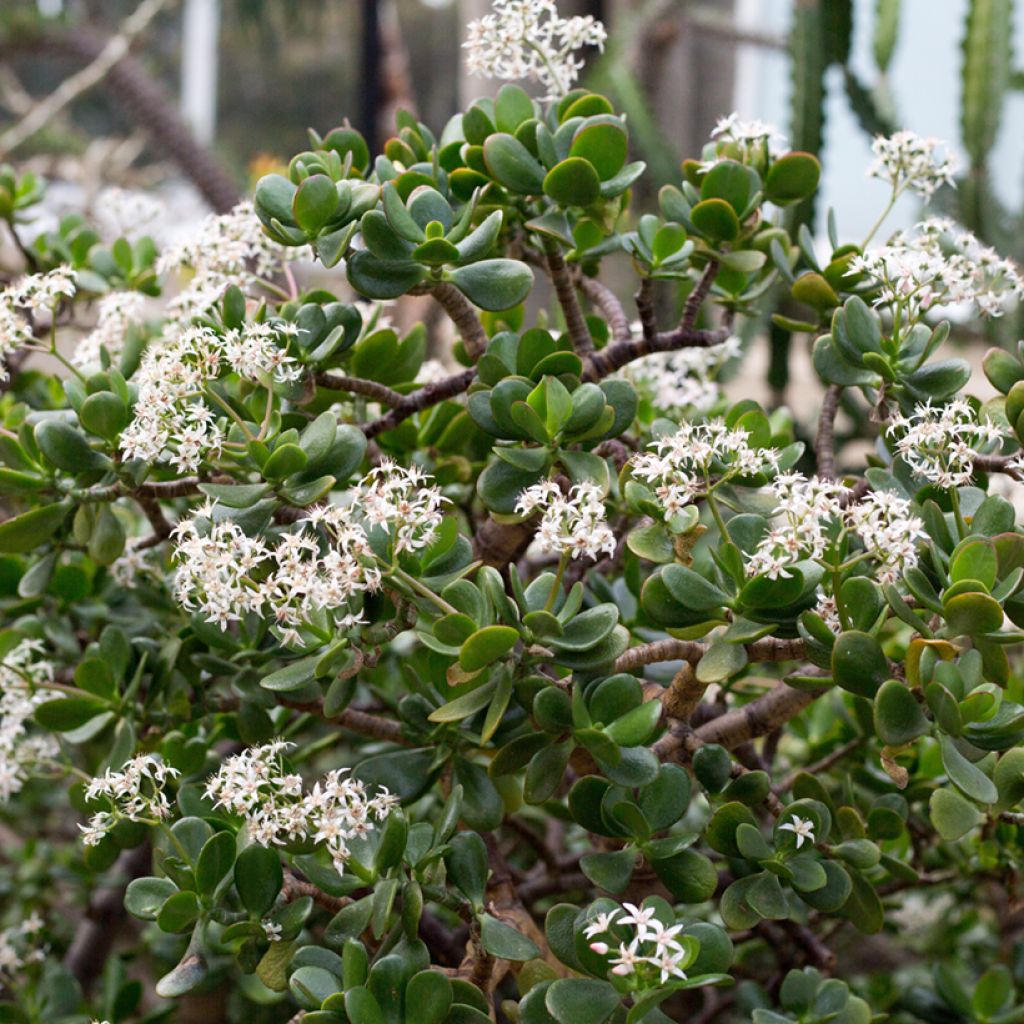 Crassula ovata - Geldbaum