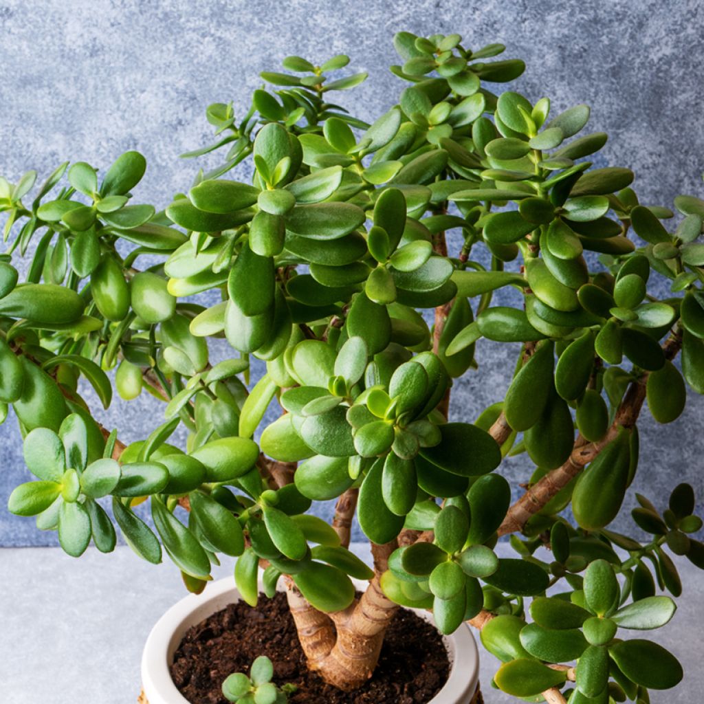 Crassula ovata - Geldbaum