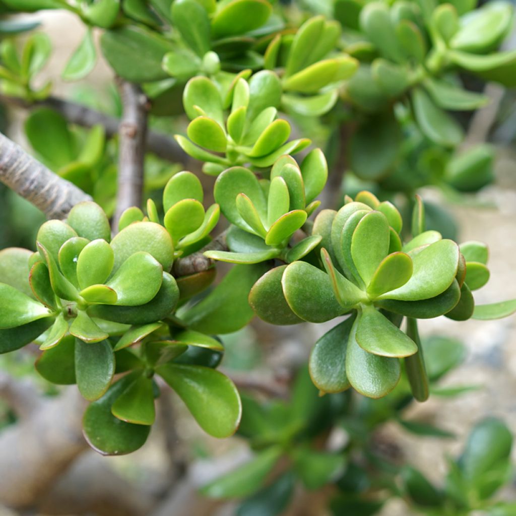 Crassula ovata - Geldbaum