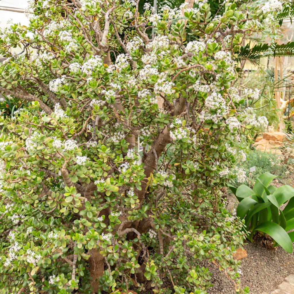 Crassula ovata - Geldbaum