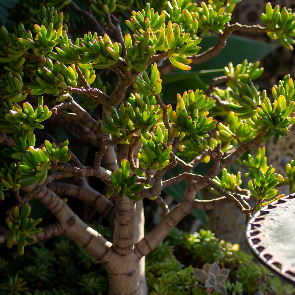 Crassula ovata Gollum (Coral) - Geldbaum