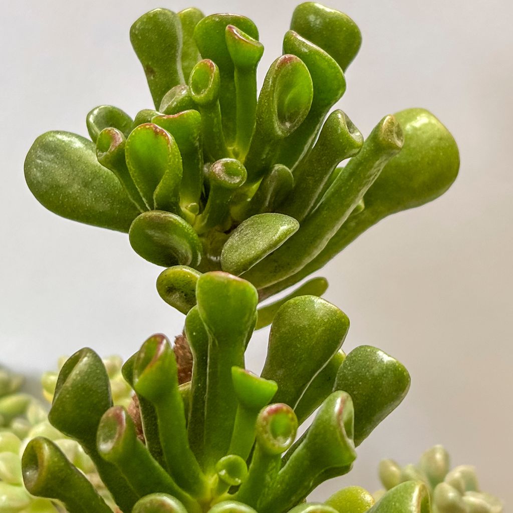 Crassula ovata Gollum (Coral) - Geldbaum