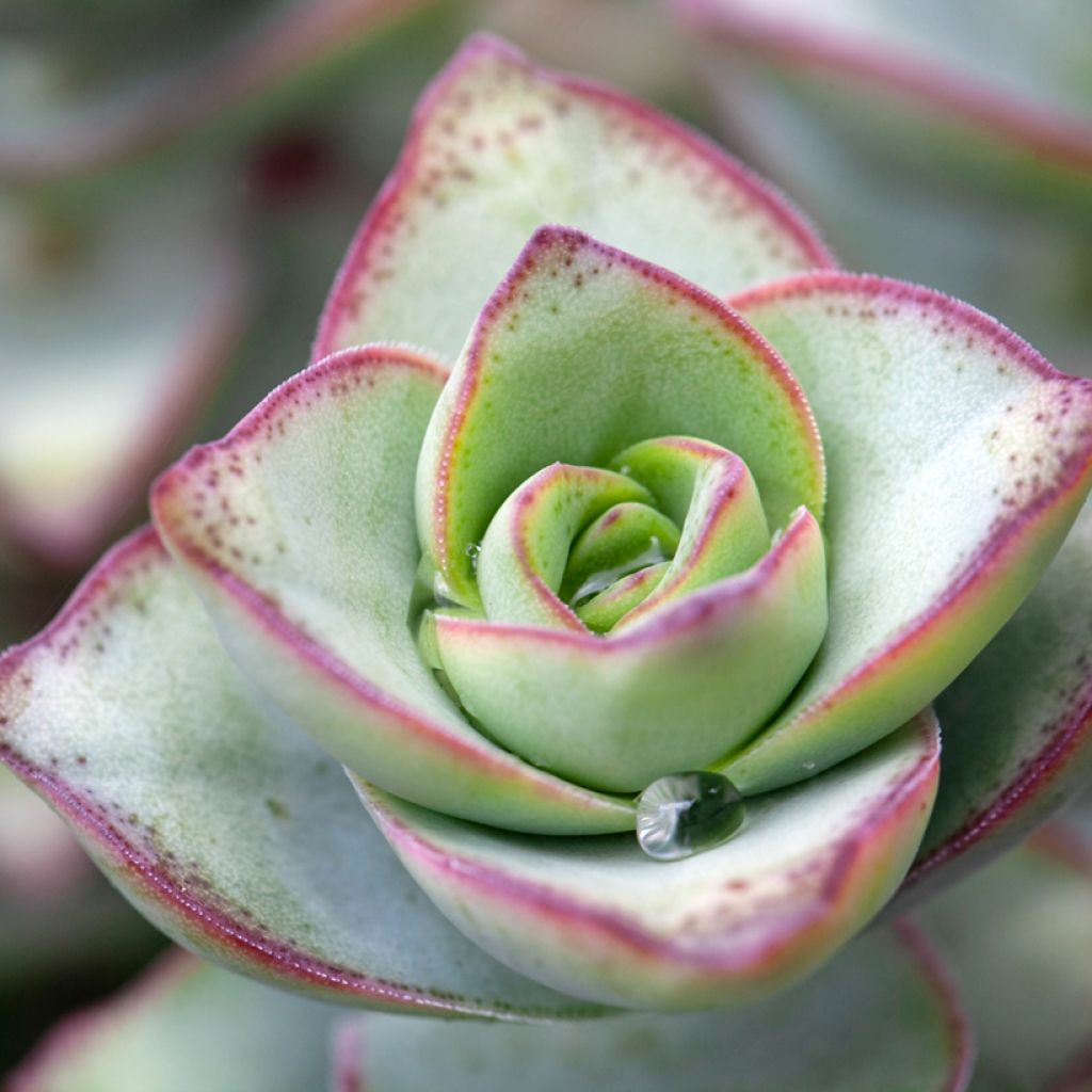 Crassula perforata - Dickblatt