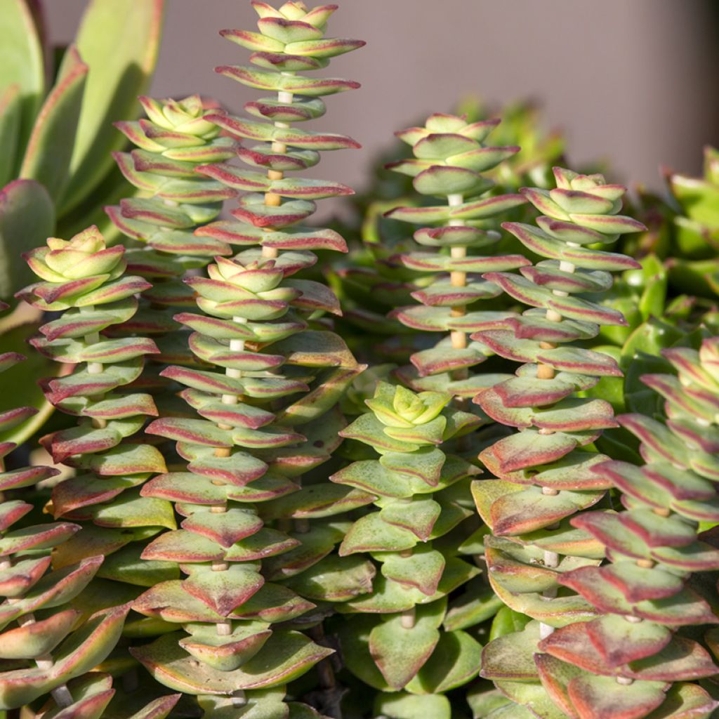 Crassula perforata - Dickblatt