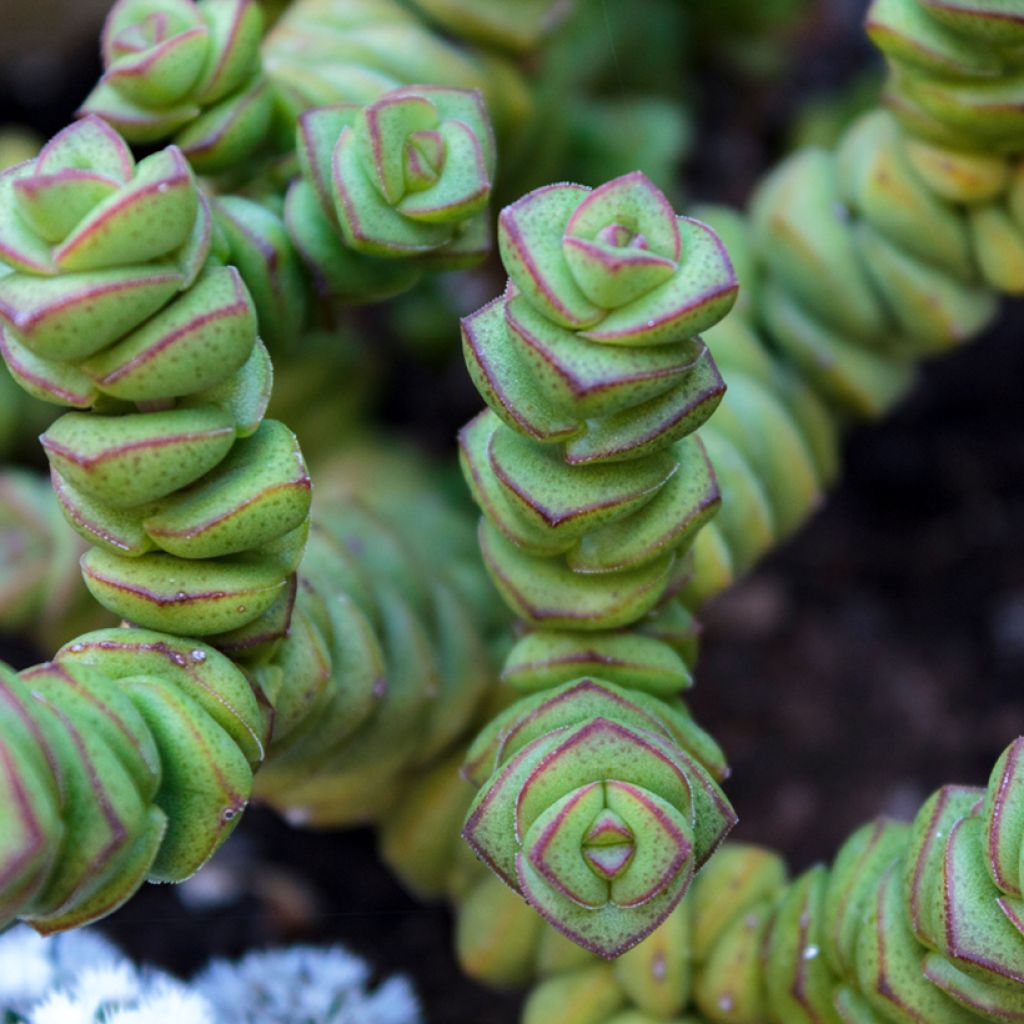Crassula perforata - Dickblatt