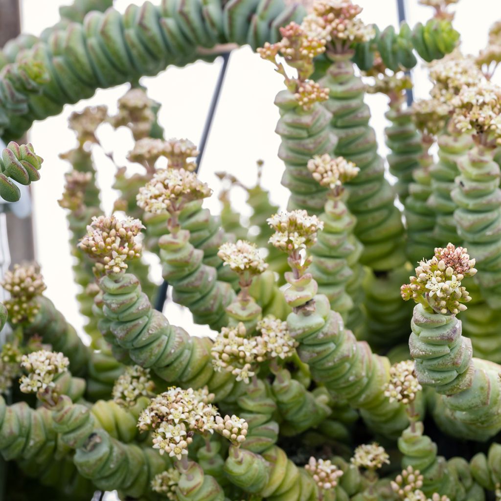 Crassula rupestris subsp. marnieriana - Felsen-Dickblatt