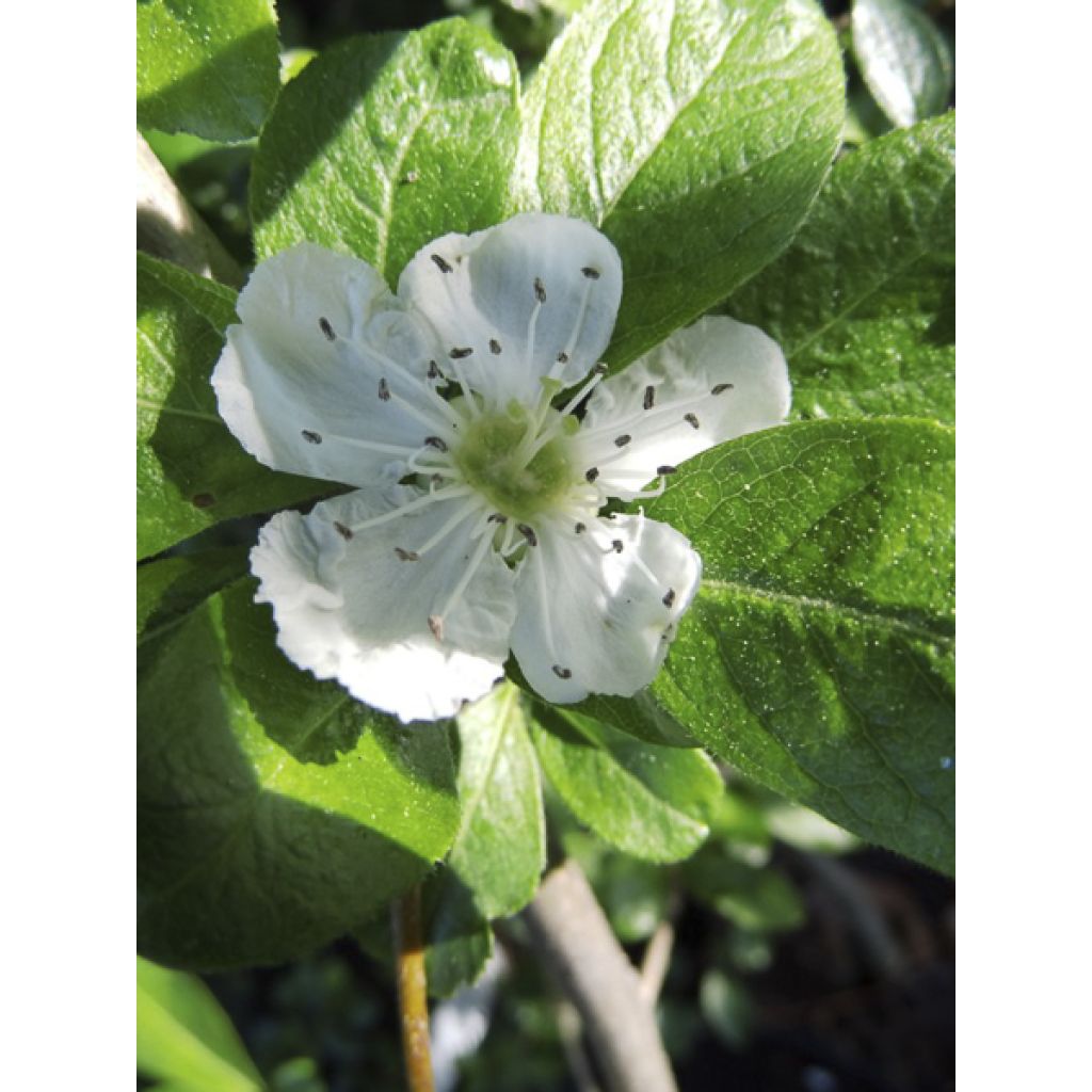 Crataegomespilus dardarii Jules d'Asnière - Weißdornmispel