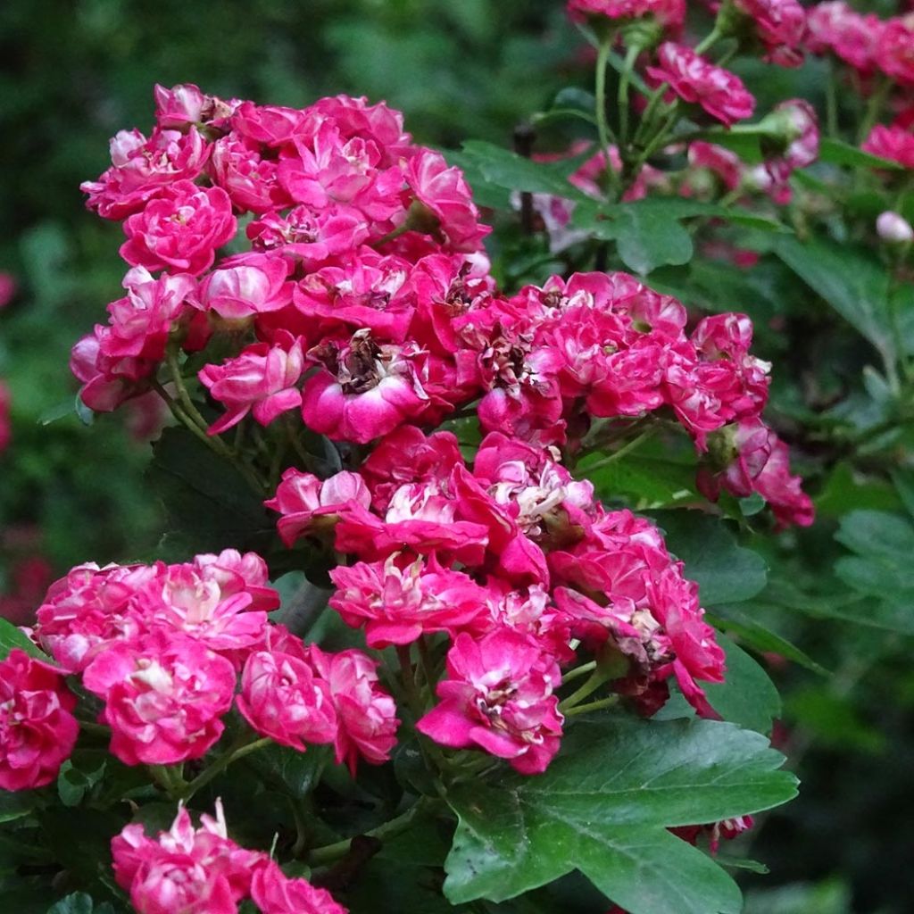 Crataegus laevigata Rosea Flore Pleno - Zweigriffliger Weißdorn