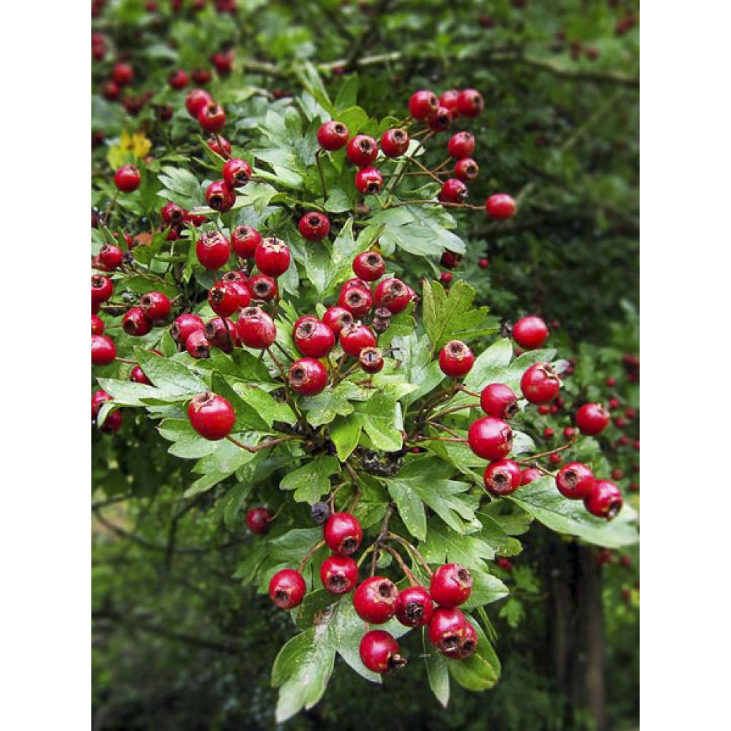 Aubépine - Crataegus monogyna Xanthocarpa