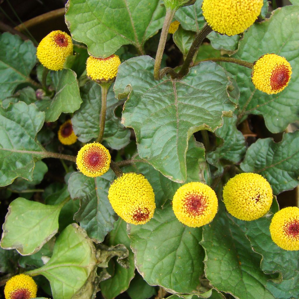 Parakresse - Spilanthes oleracea