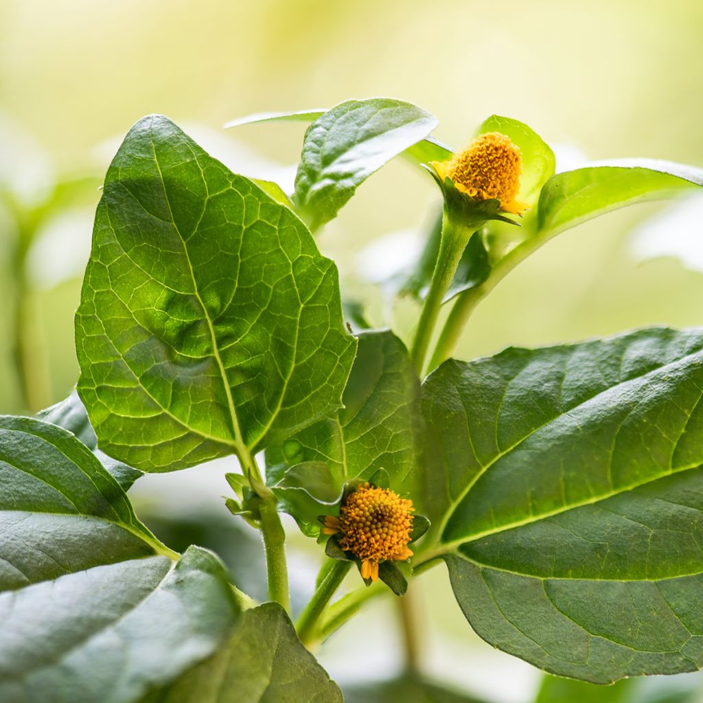 Parakresse - Spilanthes oleracea