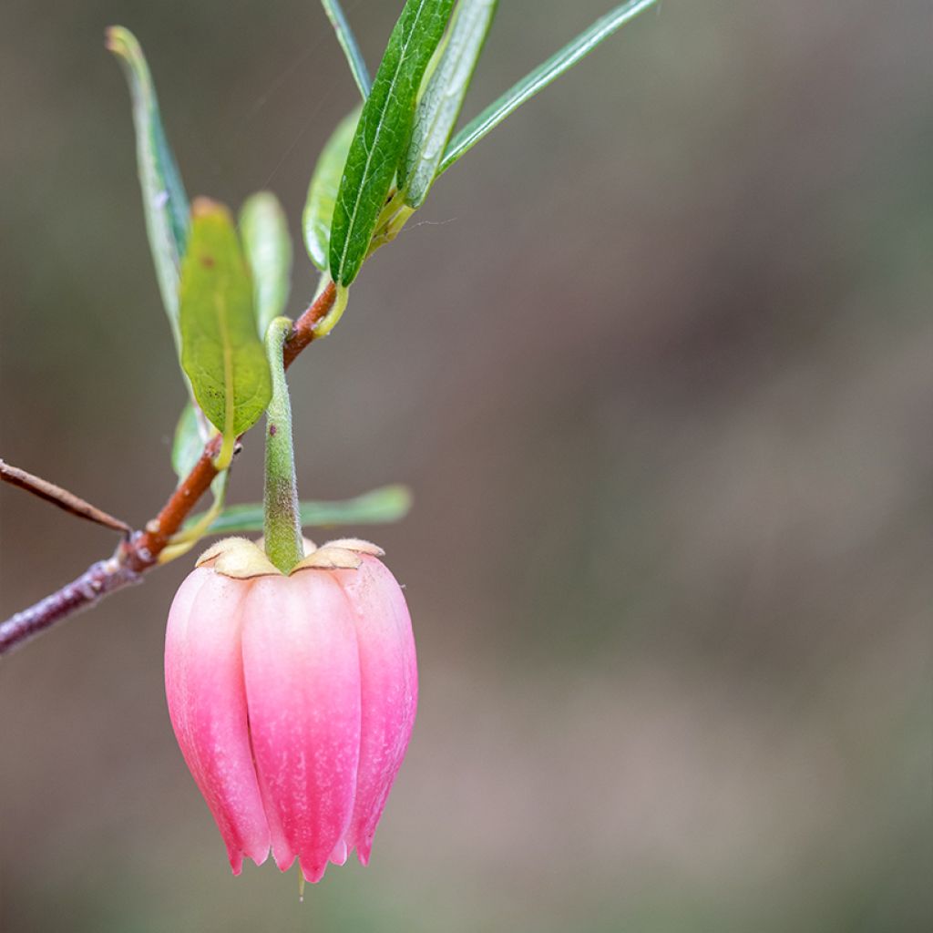 Crinodendron hookerianum Ada Hoffman - Crinodendron