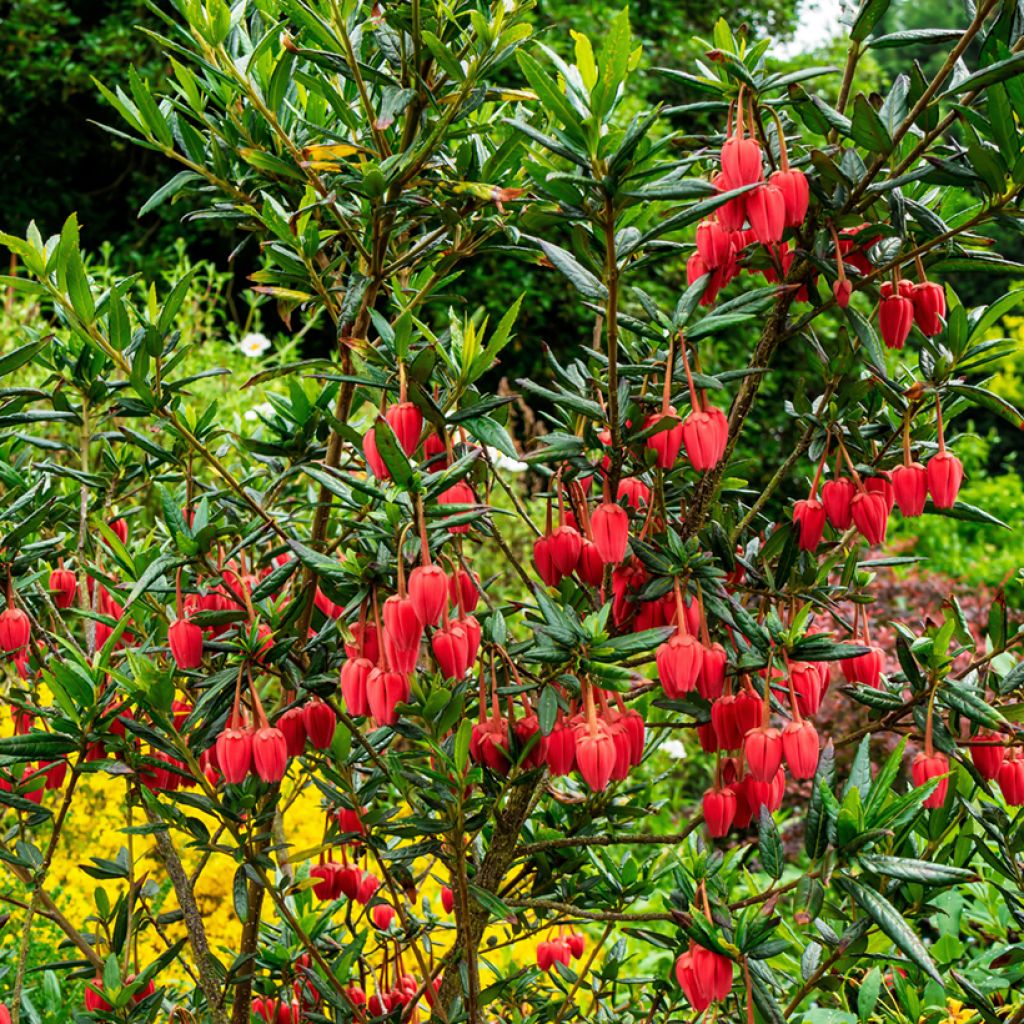 Crinodendron hookerianum - Crinodendron