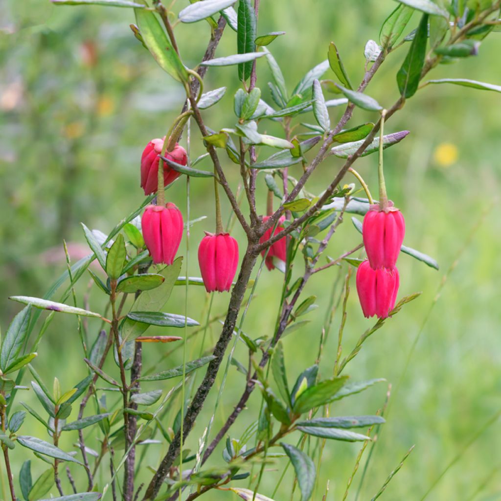 Crinodendron hookerianum - Crinodendron