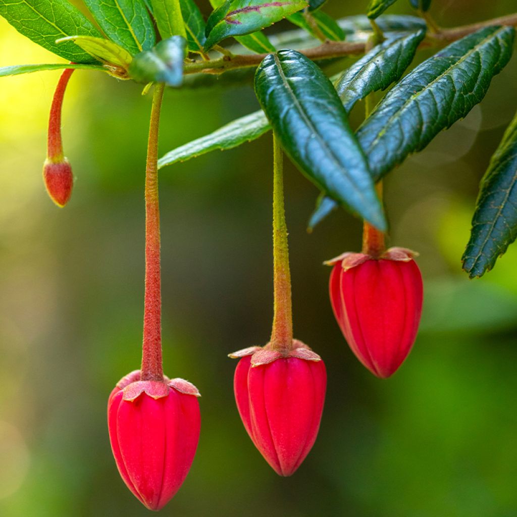 Crinodendron hookerianum - Crinodendron