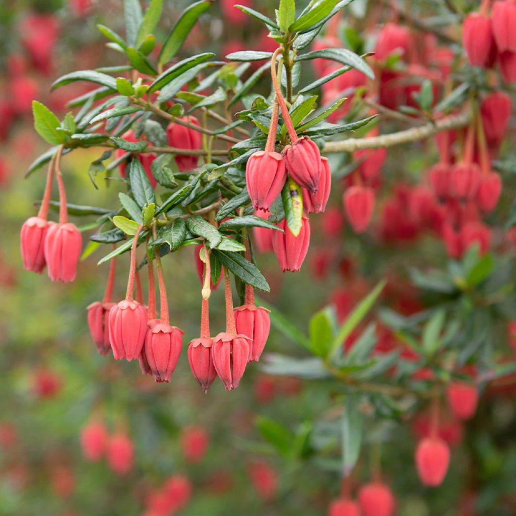 Crinodendron hookerianum - Crinodendron