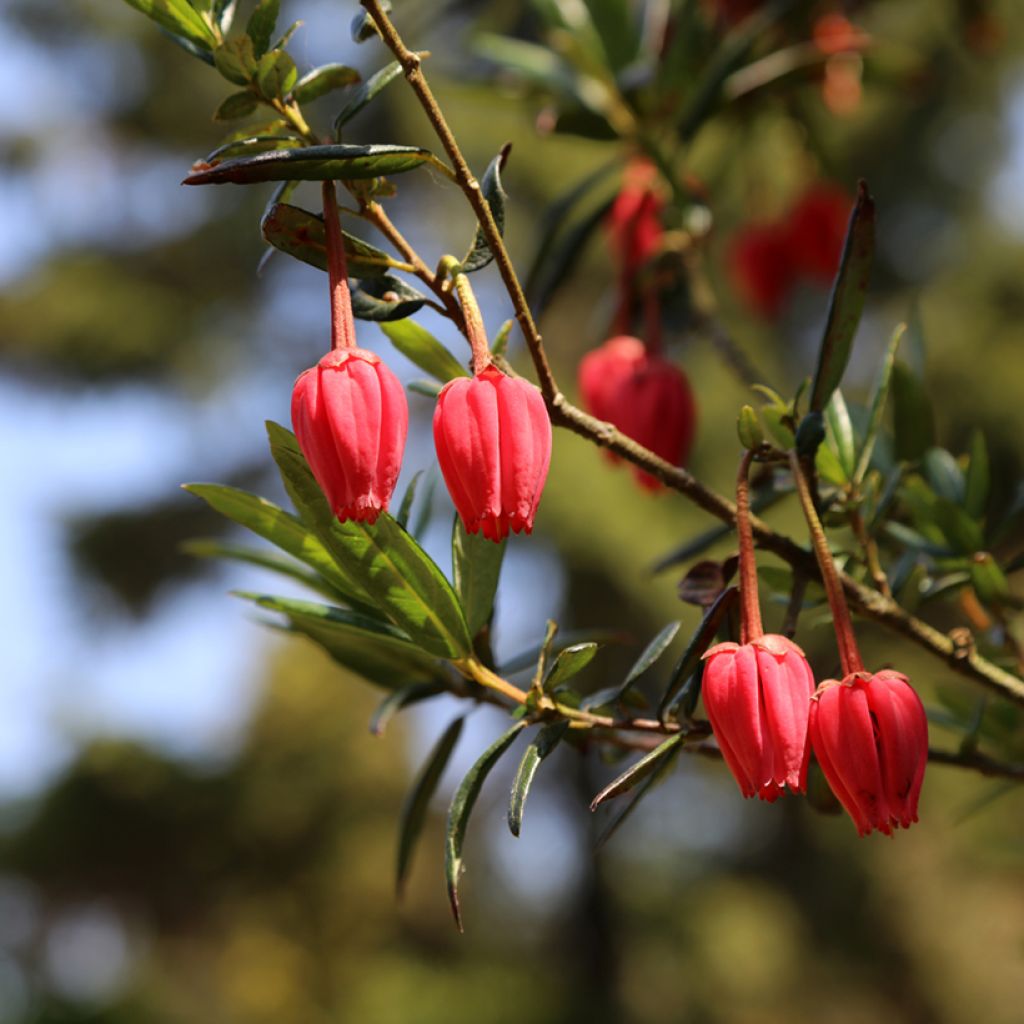 Crinodendron hookerianum - Crinodendron