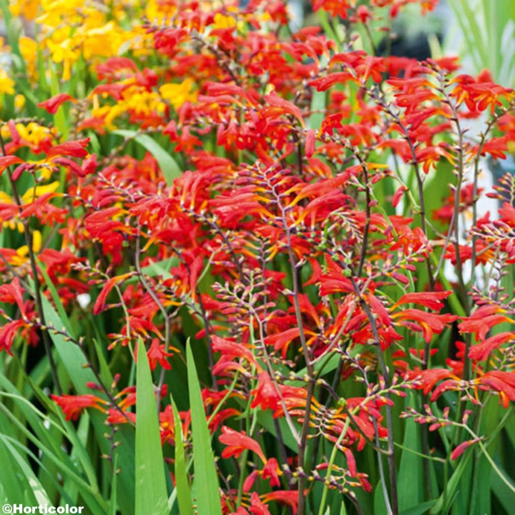 Montbretie Emberglow - Crocosmia