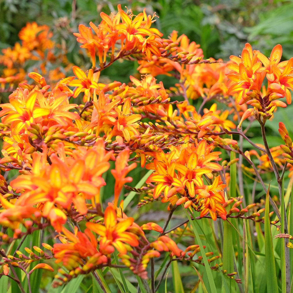 Montbretie Firestarter - Crocosmia