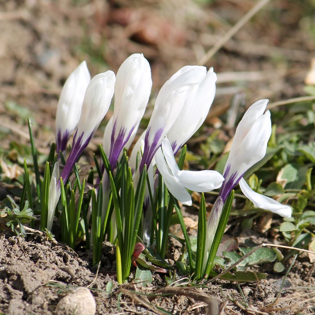 Krokus Silver Coral - Crocus vernus