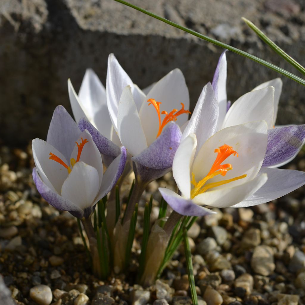 Wildkrokus - Crocus biflorus Fairy