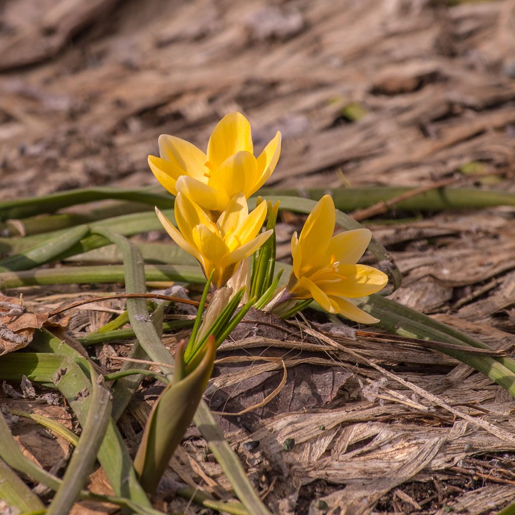 Krokus Advance - Crocus chrysanthus