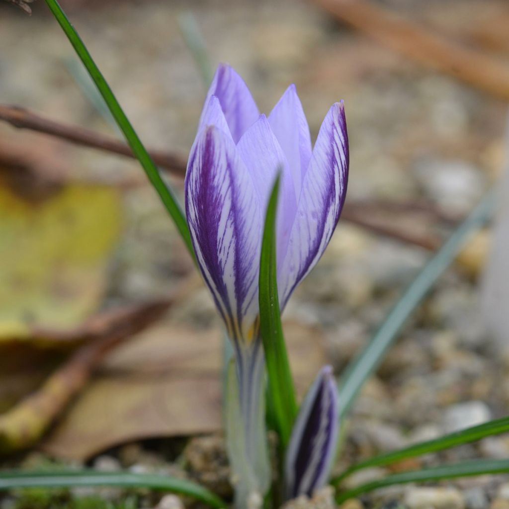 Herbstblühender Krokus - Crocus laevigatus Fontenayi