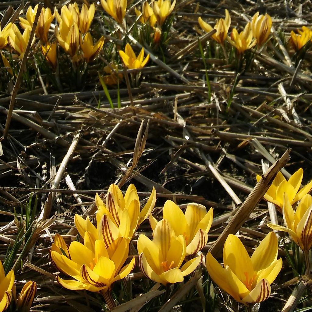 Großblütiger Krokus Little Amber - Crocus