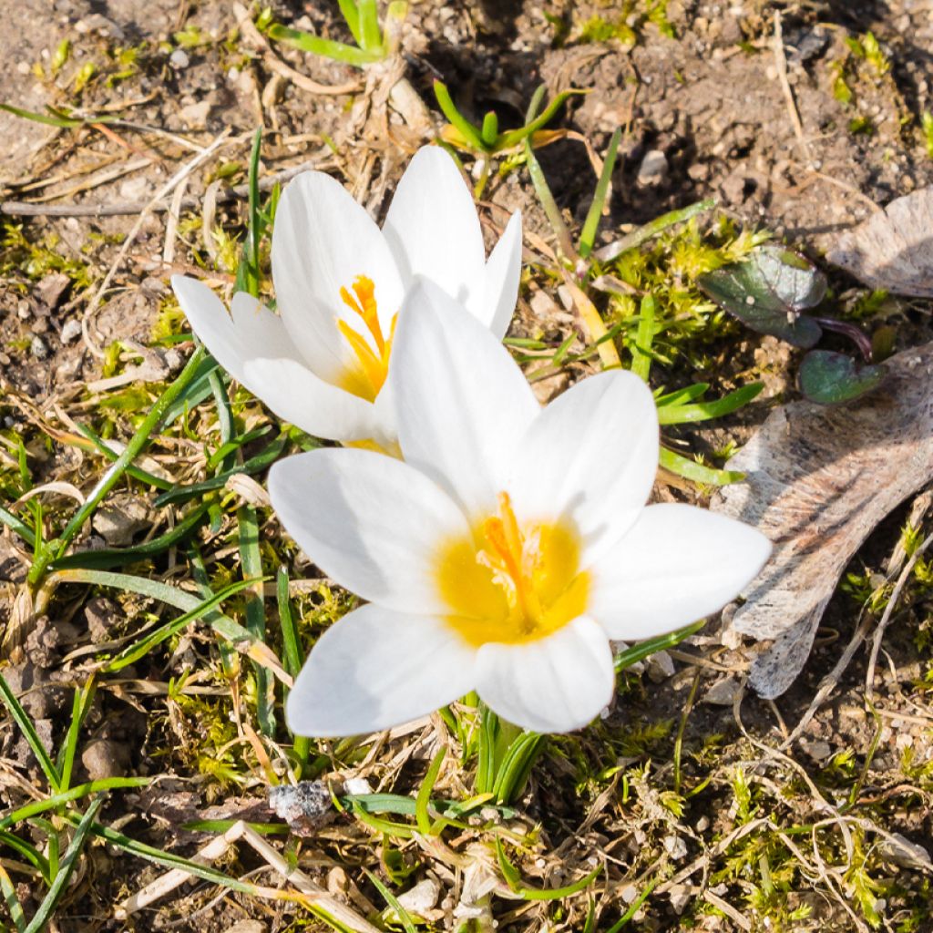 Weiße Wildkrokusse - Crocus malyi